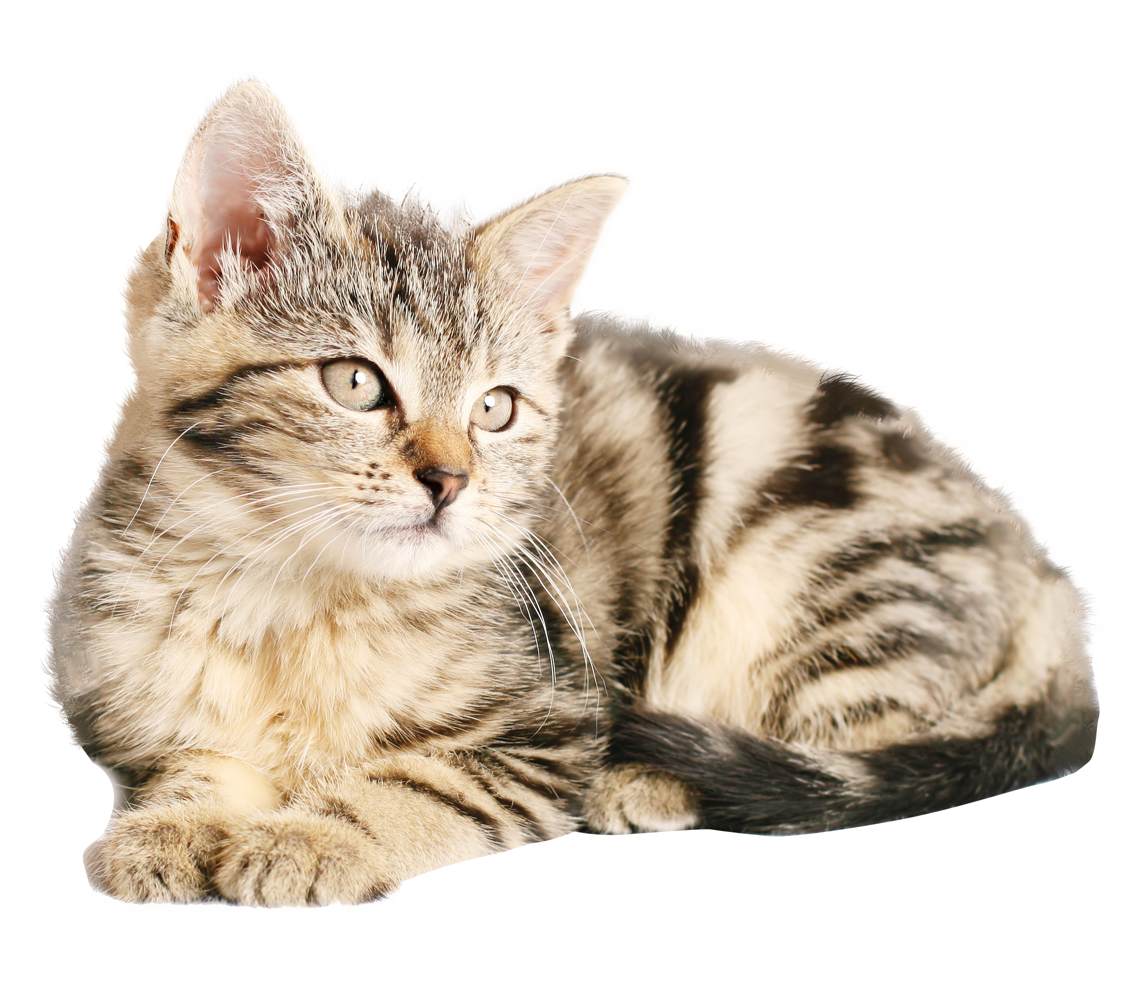 九游娱乐(jiuyou)官网-猛龙队主场失利，面临东部竞争压力，猛龙队的主场在哪里