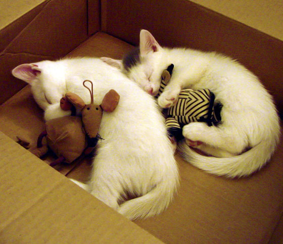 NBA球队阵容深度提升策略，nba球队人员配置