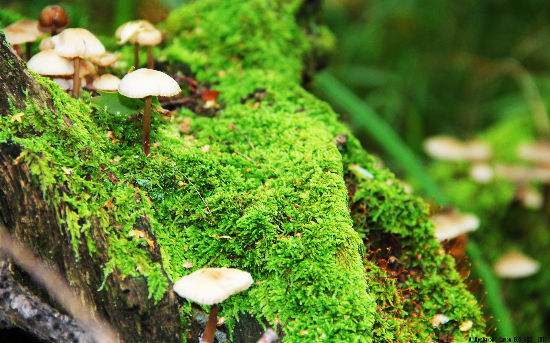 世界青少年自行车环法赛中国队实力强劲，环法自行车赛有没有中国人