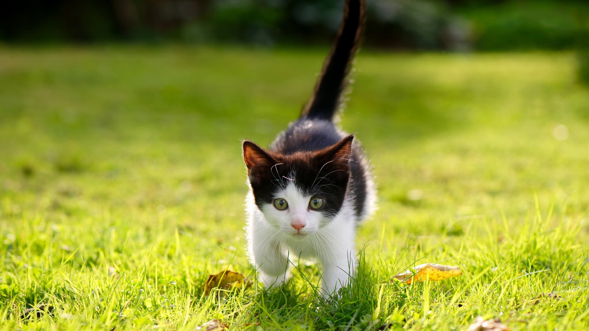 中国篮球青少年篮球发展政策分析及优化建议，国家对青少年篮球的政策