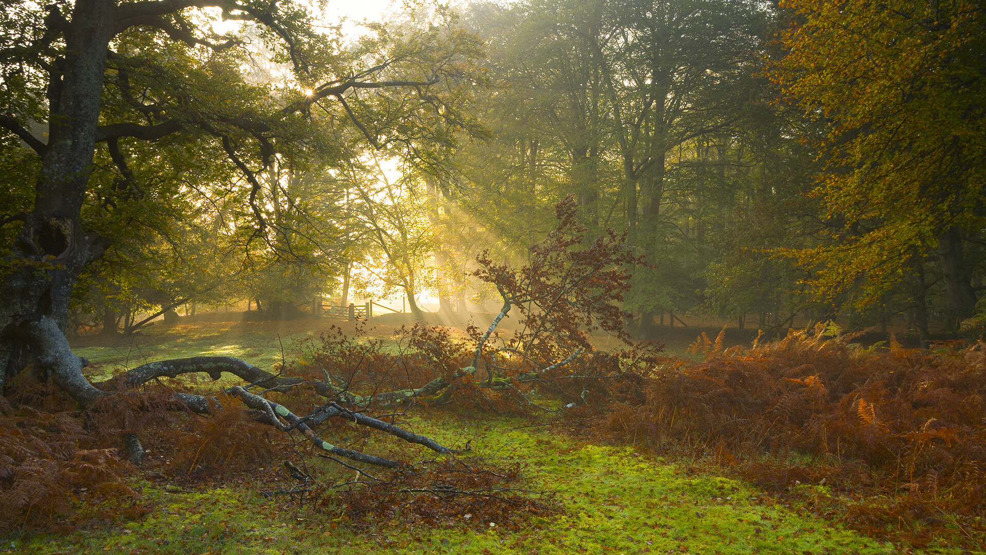 国足伤病预防与恢复策略，国足伤病预防与恢复策略有哪些