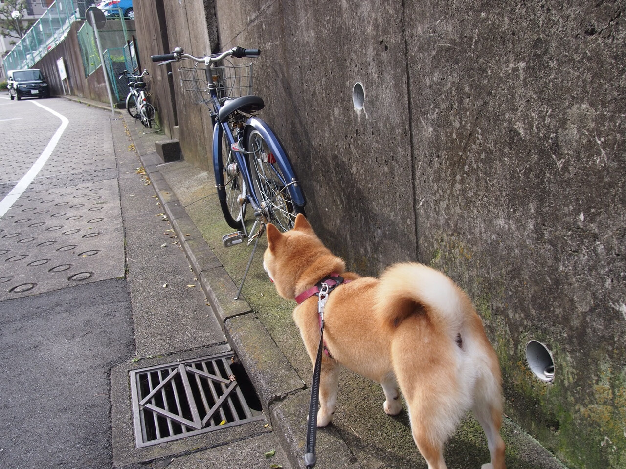 意甲中场组合默契度提升带来控球率变化，意甲最强中场