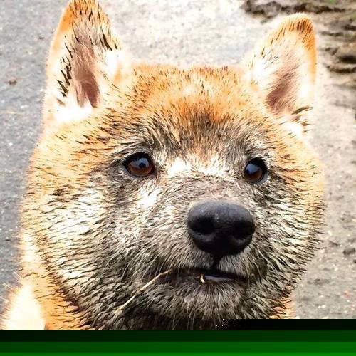 中国女篮全力冲刺赛季冠军 力争最佳成绩，中国女篮夺得冠军