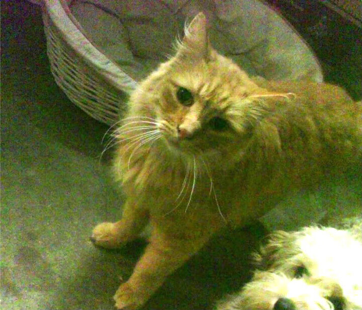 九游sports-世界杯经典瞬间：点燃全球球迷的心！，世界杯精彩片段