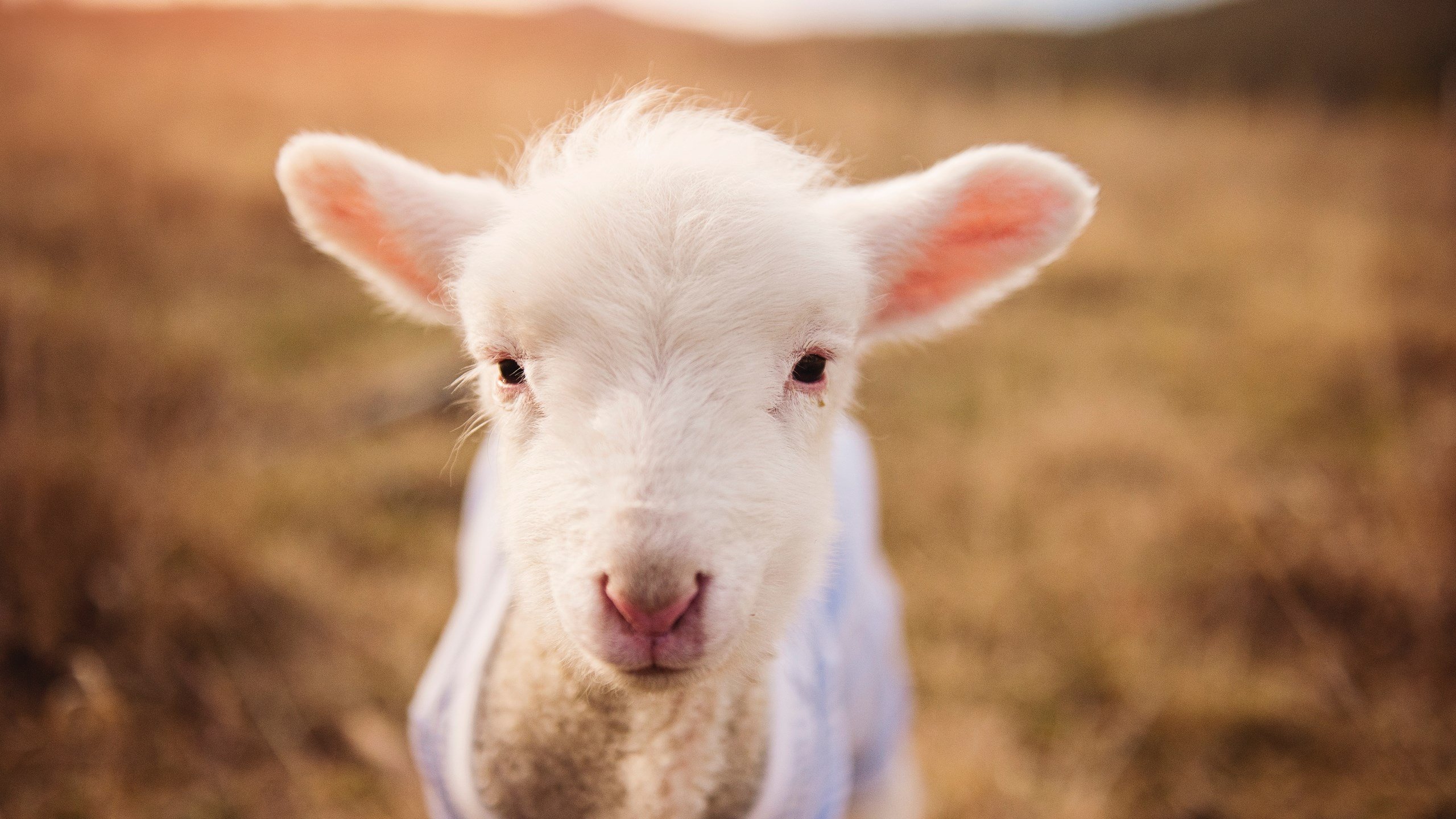 九游app官网下载-体育新闻中心发布国家队装备采购与使用规范文件，足球队装备采购方案