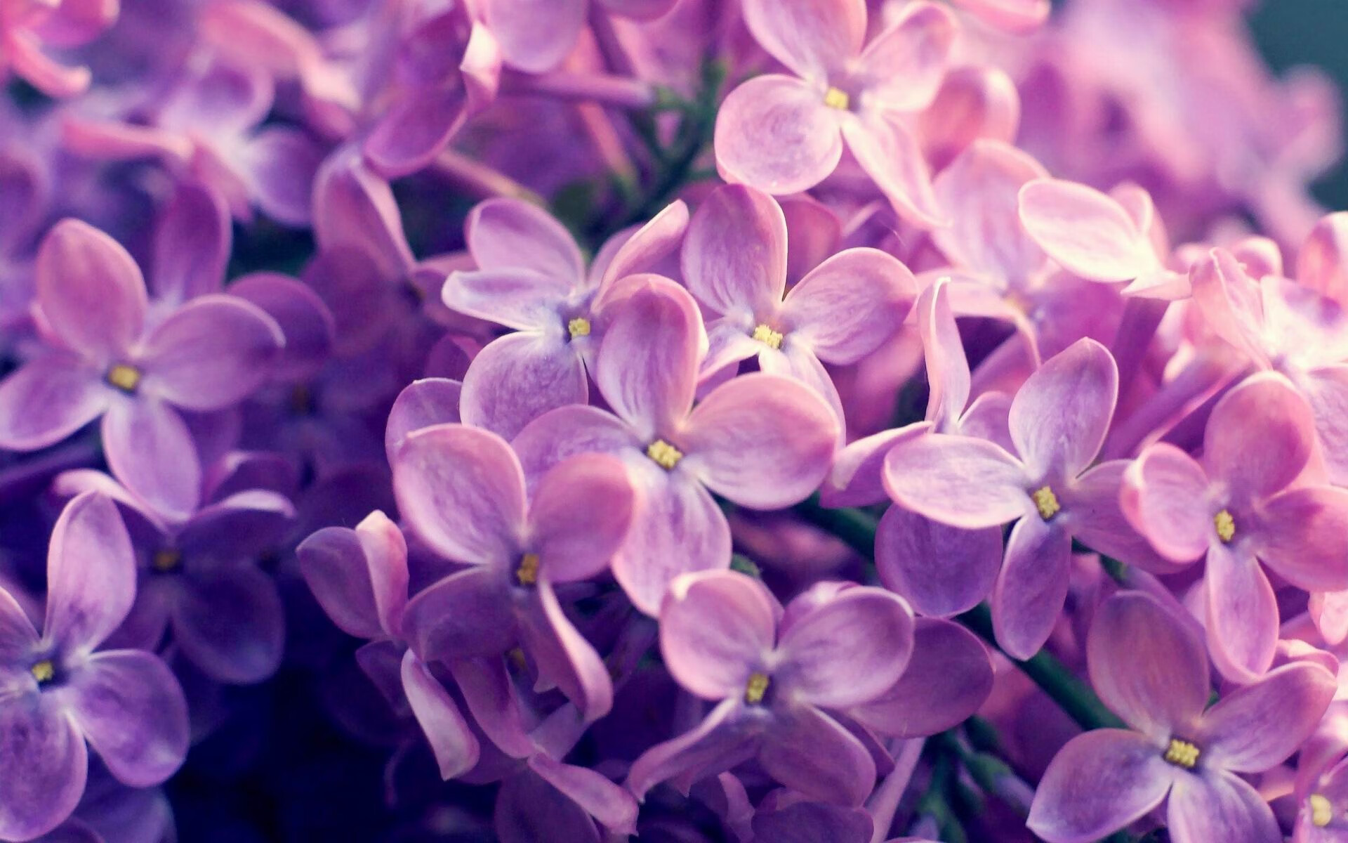 南非春bok队的强大防线,依然是橄榄球锦标赛的一大看点,南非获得橄榄球世界杯
