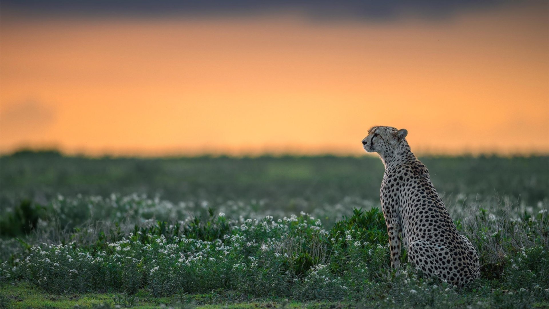 希腊女篮在欧洲锦标赛中展现强大实力,期待再次登顶,希腊队 欧洲杯