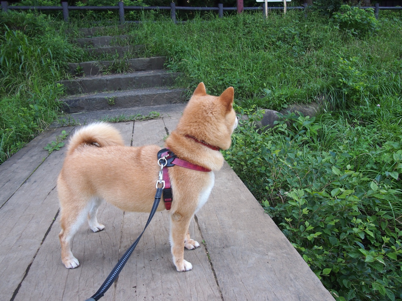 朝鲜仰泳选手实力大幅提升，朝鲜游泳